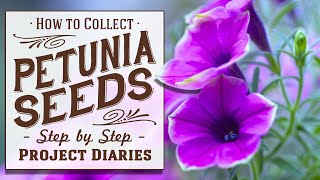 ★ How to Collect Petunia Seeds A Complete Step by Step Guide [upl. by Akerdna435]