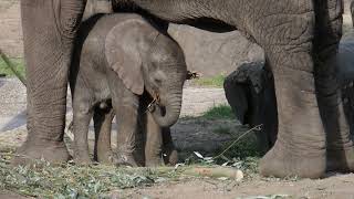 Bumi Ouwehands Dierenpark is overleden Hij is slechts 3 jaar geworden Hier is hij 1 maand jong [upl. by Moreland355]