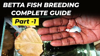 Betta Breeding Complete Guide  Part 1  How to breed betta fish at home [upl. by Nivej]