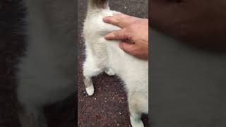 鳴きながら走って来る青い目の子猫。A blueeyed kitten runs towards me meowing [upl. by Riha]