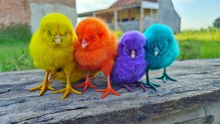 Menangkap Ayam Lucu Ayam Warna Warni Ayam Rainbow Bebek Angsa Ikan Hias Hamster Kelinci Kura [upl. by Aynik]