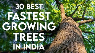 30 FastGrowing Trees in India  Shade Trees amp Plants for Home Gardening [upl. by Eseerahs]