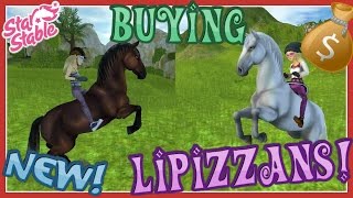 Star Stable Online Buying NEW Lipizzan horses [upl. by Elma988]