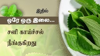 Karpooravalli Health Benefits amp Home Remedies  Tamil Health Tips  Plectranthus Amboinicus [upl. by Andrus]