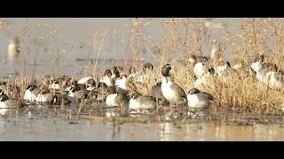 Northern pintail duck  Merced NWR california  Nov 02 2022 [upl. by Amerigo]