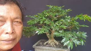 cara bikin demensi cabang bonsai kaliandra [upl. by Dionisio381]