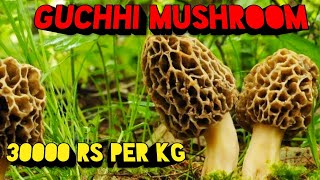 Gucchi Mushroom  Guchhi Morel Mushrooms  Mushroom Cultivation In India  Morchella Esculenta [upl. by Teerprah816]