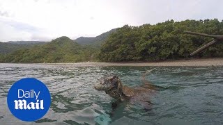 Photographer fends off wild Komodo dragon from boarding his boat [upl. by Carthy]