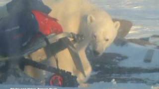 King of the Arctic Polar Bears  Svalbard [upl. by Adigun]