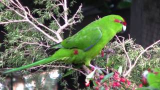 KakarikiNew Zealand Red Crowned ParakeetCanon HF10 [upl. by Sillig]