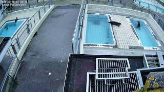 Seals live 4K  Phase 2  Seal Rehabilitation and Research Centre Pieterburen The Netherlands [upl. by Inajar]