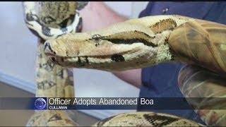 Cullman officer adopts Abandoned Boa Constrictor [upl. by Kapeed]