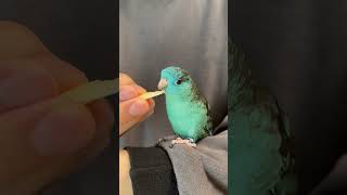 Lineolated Parakeet Wasabi Eating Apple Shorts [upl. by Ayrotal]