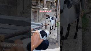 Bommai pathu bayandhuta arivu🤣🤣 kootifamily goats funnygoats tamil [upl. by Nyret234]