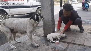 Anguished mother dog wails for wounded baby Sweetest reunion [upl. by Bashuk]