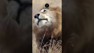 Male Lions Majestic Mane Shake Serengetis King in Action [upl. by Rooke]