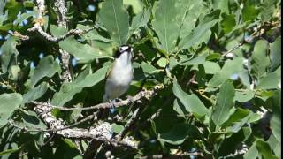 Blackcapped Vireo [upl. by Nitsirk]