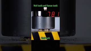 Human teeth vs Wolf teeth [upl. by Mandel]