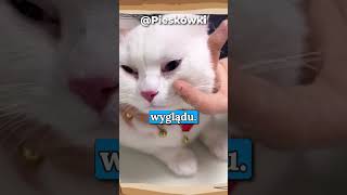 UŻĄDLIŁA go w NOS🐝🙀 [upl. by Royall]