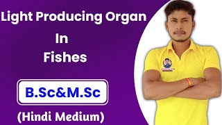 Light Producing Organs In Fishes BSc amp MSc Hindi Medium [upl. by Ethelda]