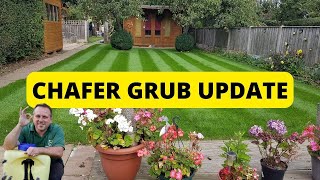 Chafer grub situation  update amp MORE tips [upl. by Bourgeois144]