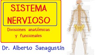 SISTEMA NERVIOSO explicado FÁCIL anatomía y fisiología [upl. by Gniy]