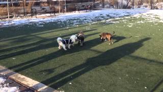 Philly Dog Park 2  Big and Small Dogs [upl. by Eaton649]