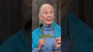 janegoodallinst finds that some male politicians are not too different from chimpanzees colbert [upl. by Orna781]