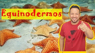 Equinodermos  Filo Echinodermata  Características Gerais  Invertebrados  Zoologia [upl. by Alyakcim]