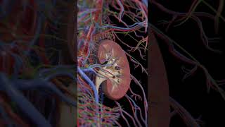 Explore Kidney Structure Internal View Animation  Biology Insights biologyanatomy biology [upl. by Aiahc]