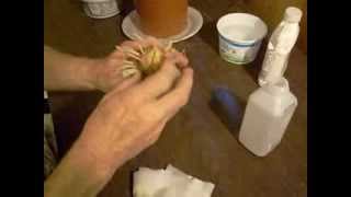 How to chip an amaryllis Hippeastrum bulb to get off sets 002 [upl. by Nashner]