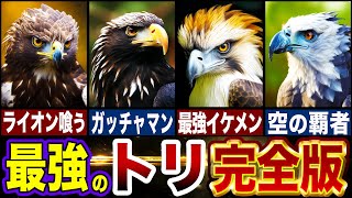 【最強の鳥】全てのトリの頂点とは…最強トリランキングTOP10【ゆっくり解説】 [upl. by Oirelav]