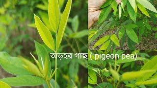 অড়হর গাছ Pigeon pea গাছের সঙ্গে আজ তোমাদের পরিচয় করিয়ে দেবো । rooftopgarden viralvideo [upl. by Helene371]