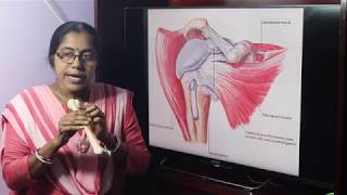 Lecture On Humerus [upl. by Eolc]