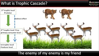 What is a Trophic Cascade Top down vs Bottom up Explained in 3 minute [upl. by Ainahtan]