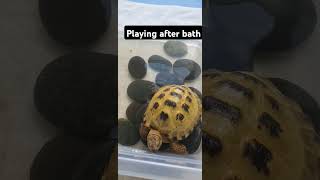 Trunky the Horsefield Tortoise playing after bath 🛁 shorts pets happy animals funny [upl. by Teahan797]