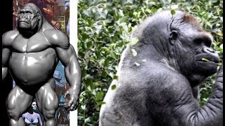 Biggest Bald Gorilla In The World [upl. by Ecnal]