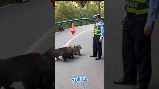 These monkeys starts Bullying the Policeman [upl. by Etnomed]