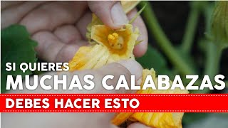 SI QUIERES MUCHAS CALABAZAS DEBES HACER ESTO [upl. by Debera]