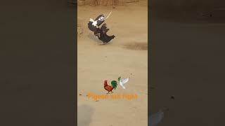 pigeon aseel fight birds [upl. by Warrick]