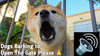 Dogs Barking Sounds Compilation  Dogs Barking to Open the Gate 🐕🙏  Dogs Barking Sounds Effects [upl. by Sioux]