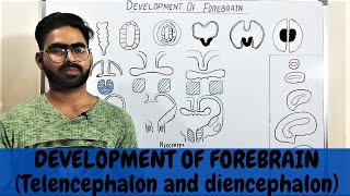 DEVELOPMENT OF FOREBRAIN  TELENCEPHALON AND DIENCEPHALON EMBRYOLOGY [upl. by Mateya277]