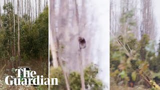 Video shows koalas clinging to trees as gum trees cut down on Kangaroo Island [upl. by Anitnauq]