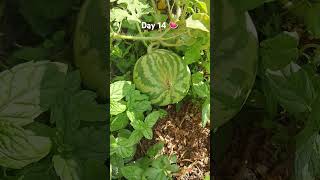 İki haftada muhteşem gelişim karpuz fruit bahçe nature gardening watermelon [upl. by Clie]