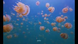 Palau Jellyfish Blue  macOS Sonoma screensaver and wallpapers  Underwater [upl. by Ellinehc99]