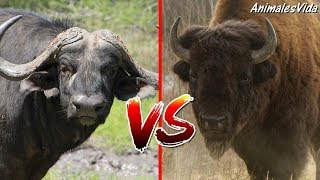 BÚFALO AFRICANO VS BISONTE AMERICANO  ANÁLISIS DE BATALLA [upl. by Carmela]