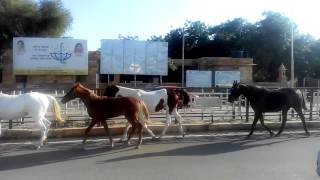 Maharawal brijraj singh ji jaisalmer horses [upl. by Asirac]