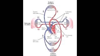 Pulmonary Vs Systemic Circulation [upl. by Ahseia]