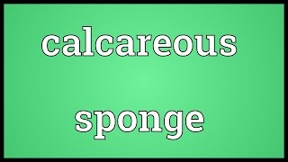 Calcareous sponge Meaning [upl. by Dry]