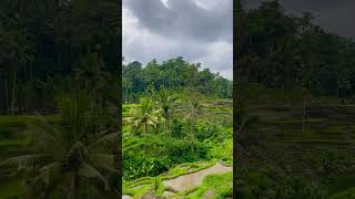 Bali swing  tegallalang rice terrace  Bali [upl. by Aihsatal]